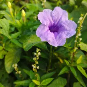 Ruellia tuberosa